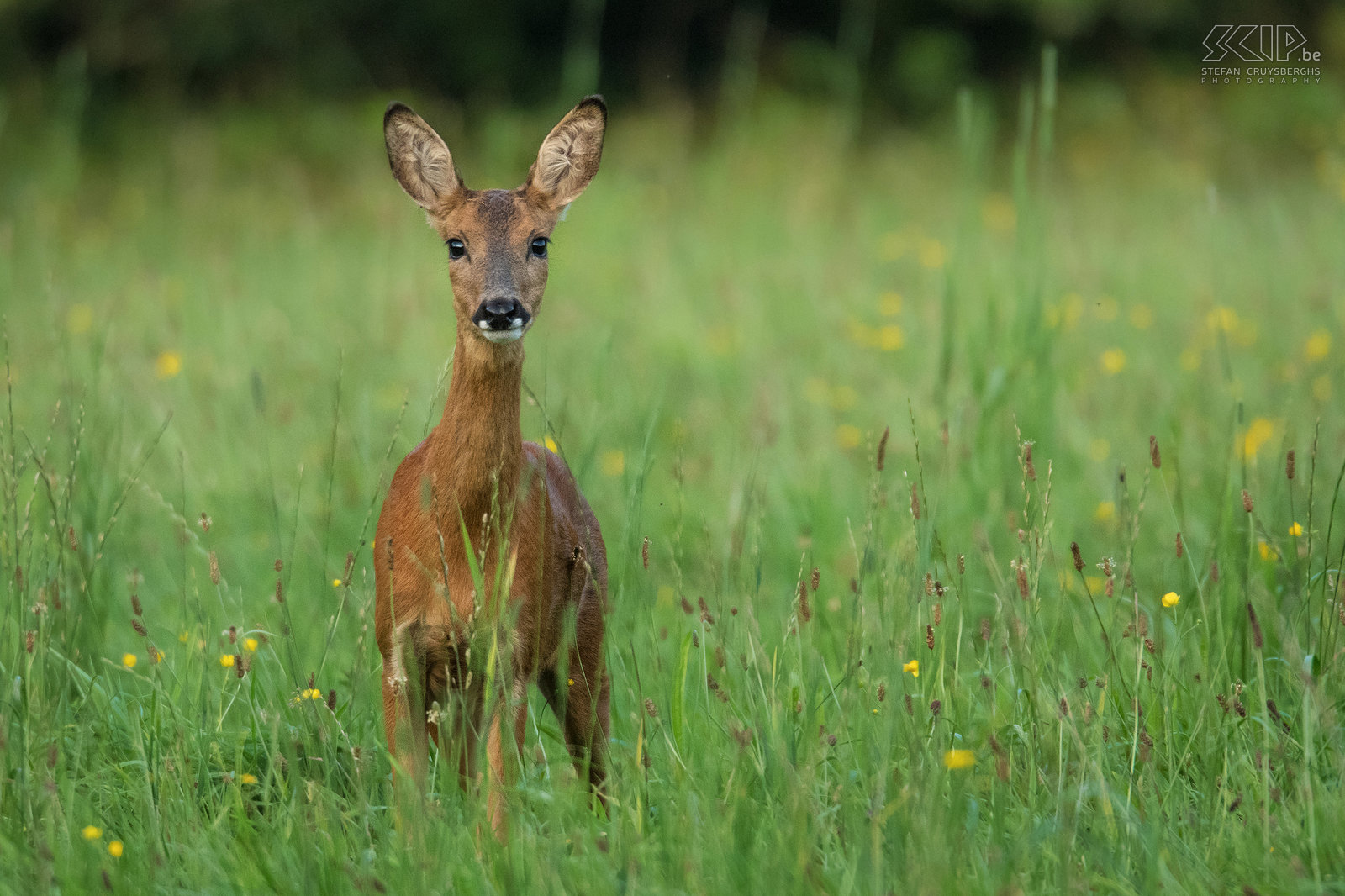 Roe deer female In the twilight roe deer will go to open ground to graze. This roe deer female seem to be aware of that camouflaged photographer at the edge of the forest. Stefan Cruysberghs